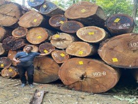 Madereira Vale do Amapari - Photo -1