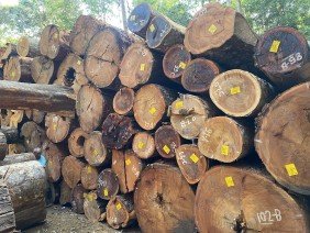 Madereira Vale do Amapari - Photo 1