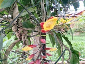 Pachiúba Paisagismo - Photo 3