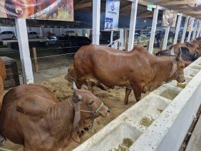 Expoacre Rio Branco - Photo 5