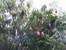 Pachiúba Paisagismo - Photo 0