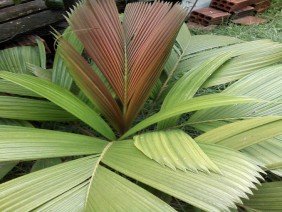 Pachiúba Paisagismo - Photo 6